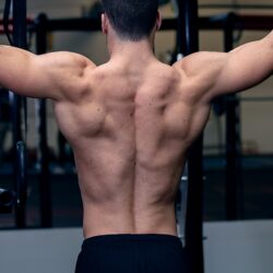 Back muscles